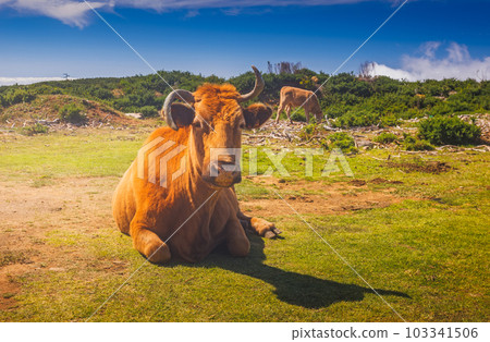 Cow in the Fields Of Madeira Island Cow in the Fields Of Madeira Island 103341506