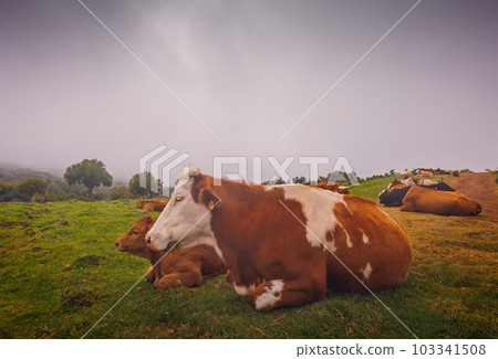 Cow in the Fields Of Madeira Island 103341508