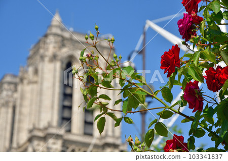 Paris, France. Roses and Notre Dame Cathedral. Taken May 14, 2023. 103341837