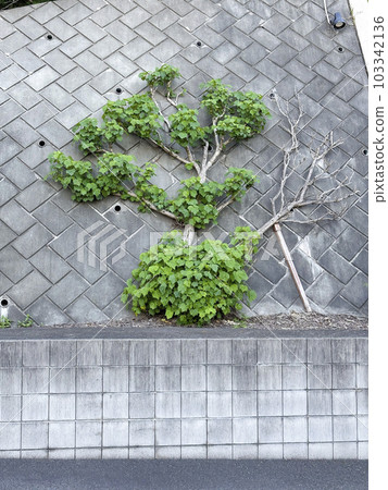 A tree leaning against a concrete wall 103342136