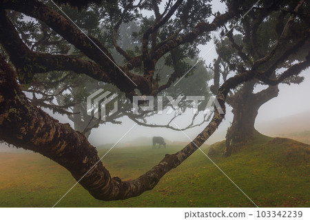 Cow in the Fields Of Madeira Island, Fanal forest Cow in the Fields Of Madeira Island, Fanal forest 103342239