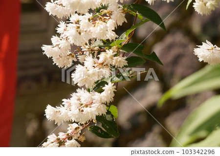 Sarasa Tutsugi Sarasa Tutsugi 103342296