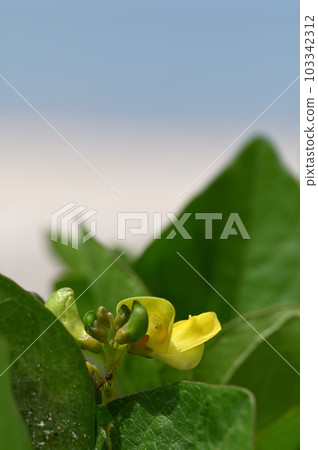 Hamadzuki, a coastal plant of Amami Oshima Hamadzuki, a coastal plant of Amami Oshima 103342312