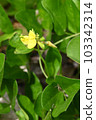 Hamadzuki, a coastal plant of Amami Oshima 103342314