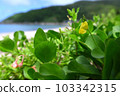 Hamadzuki, a coastal plant of Amami Oshima 103342315