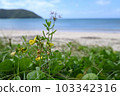 Hamadzuki, a coastal plant of Amami Oshima 103342316
