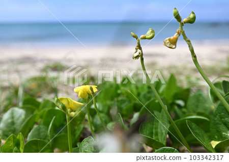 Hamadzuki, a coastal plant of Amami Oshima 103342317