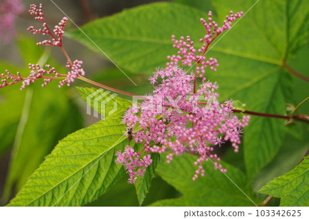 Kyoto deer flower Kyoto deer flower 103342625
