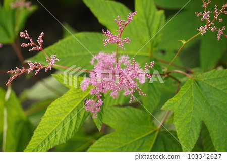 京都鹿花 京都鹿花 103342627
