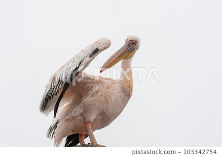 Pelican in Walvis Bay Pelican in Walvis Bay 103342754