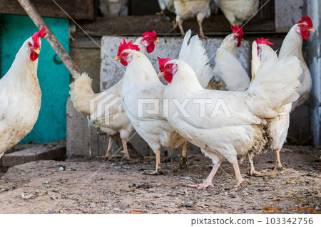 White chickens. A flock of birds in a hen house. Close-up White chickens. A flock of birds in a hen house. Close-up 103342756