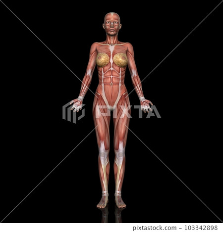 Female whole body muscle diagram, model 2, from the front (black background) 103342898
