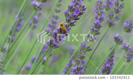 A bee collecting lavender nectar A bee collecting lavender nectar 103342911