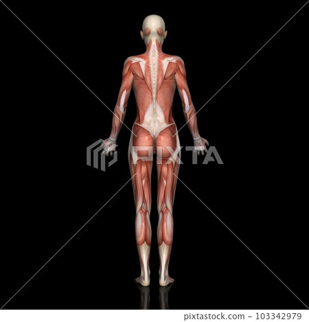 Female whole body muscle diagram, model 2, from the back (black background) 103342979