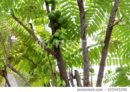 Fruits and tree of Bilimbing. 103343290