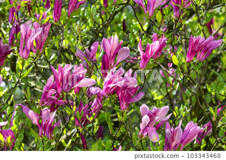 Magnolia tree blossom in springtime Magnolia tree blossom in springtime 103343468