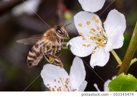 Flying bee collects pollen on the flowers of a tree Flying bee collects pollen on the flowers of a tree 103343474