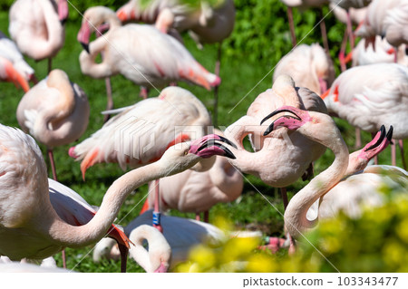 Group of Greater flamingo (Phoenicopterus roseus) Group of Greater flamingo (Phoenicopterus roseus) 103343477