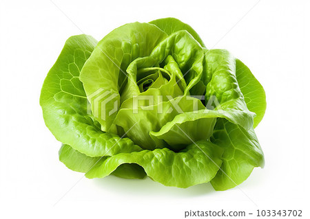 Fresh Lettuce on a Slate White Background. created with Generative AI 103343702