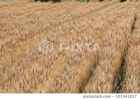 Ear of wheat 103343837