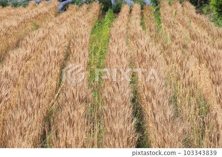 Ear of wheat 103343839