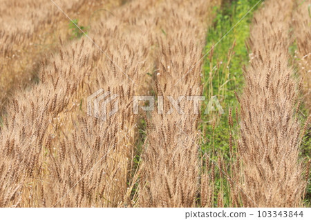 Ear of wheat Ear of wheat 103343844