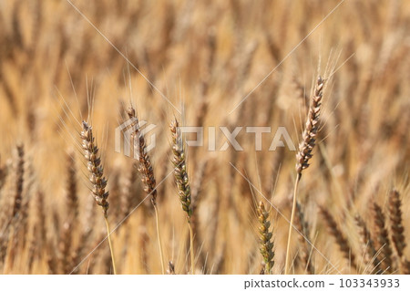 Ear of wheat Ear of wheat 103343933