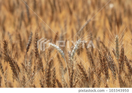 小麥的耳朵 103343950