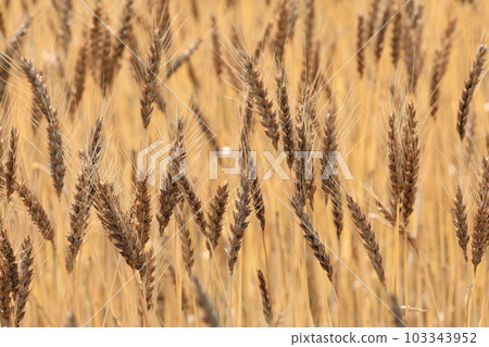 小麥的耳朵 103343952