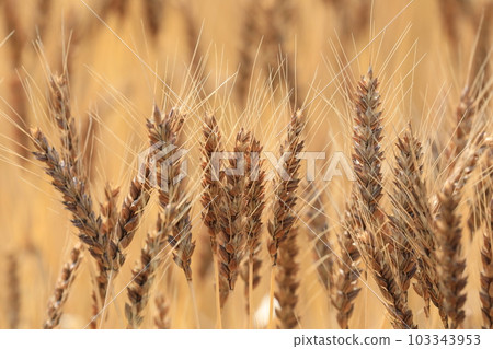 小麥的耳朵 103343953