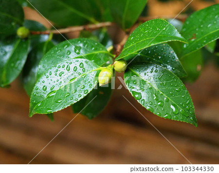Rainy season image (camellia leaf with water droplets) 103344330