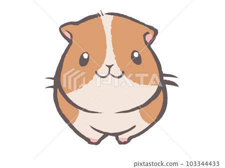 Guinea pig 103344433
