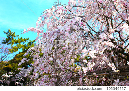 Kehi Jingu Kehi Jingu Tsuruga City Tsuruga Fukui Prefecture Kanpei Taisha Sakura Spring Otorii 103344537