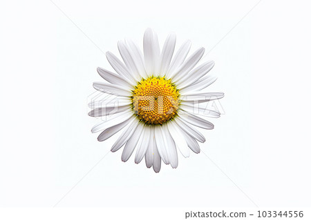 Delicate Beauty Isolated Common Daisy Blossom Shining on White Background. created with Generative AI 103344556