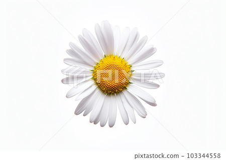 Delicate Beauty Isolated Common Daisy Blossom Shining on White Background. created with Generative AI 103344558