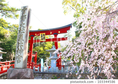 Kehi Jingu Kehi Jingu Tsuruga City Tsuruga Fukui Prefecture Kanpei Taisha Sakura Spring Otorii Kehi Jingu Kehi Jingu Tsuruga City Tsuruga Fukui Prefecture Kanpei Taisha Sakura Spring Otorii 103344586