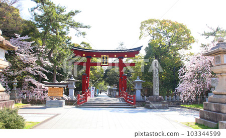 Kehi Jingu Kehi Jingu Tsuruga City Tsuruga Fukui Prefecture Kanpei Taisha Sakura Spring Otorii 103344599