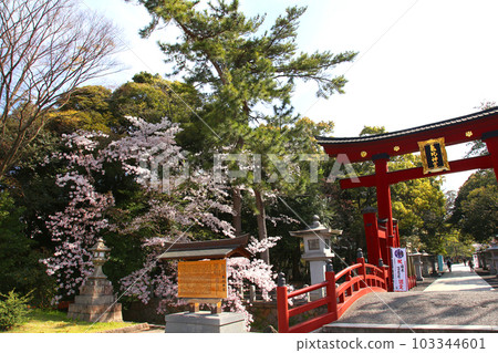 Kehi Jingu Kehi Jingu Tsuruga City Tsuruga Fukui Prefecture Kanpei Taisha Sakura Spring Otorii Kehi Jingu Kehi Jingu Tsuruga City Tsuruga Fukui Prefecture Kanpei Taisha Sakura Spring Otorii 103344601