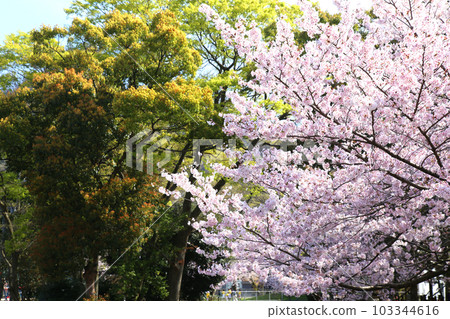 Kehi Jingu Kehi Jingu Tsuruga City Tsuruga Fukui Prefecture Kanpei Taisha Sakura Spring Otorii Kehi Jingu Kehi Jingu Tsuruga City Tsuruga Fukui Prefecture Kanpei Taisha Sakura Spring Otorii 103344616