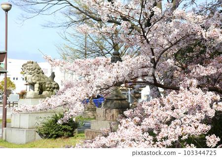 Kehi Jingu Kehi Jingu Tsuruga City Tsuruga Fukui Prefecture Kanpei Taisha Sakura Spring Otorii 103344725