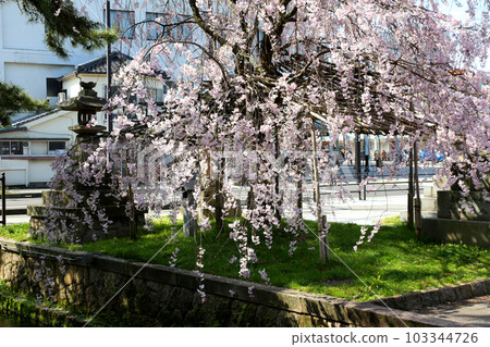 Kehi Jingu Kehi Jingu Tsuruga City Tsuruga Fukui Prefecture Kanpei Taisha Sakura Spring Otorii 103344726