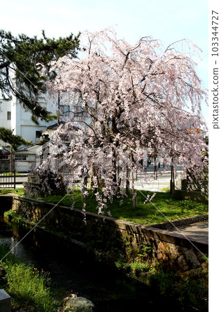 Kehi Jingu Kehi Jingu Tsuruga City Tsuruga Fukui Prefecture Kanpei Taisha Sakura Spring Otorii 103344727