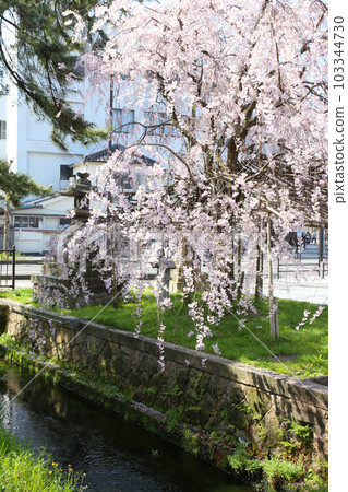 Kehi Jingu Kehi Jingu Tsuruga City Tsuruga Fukui Prefecture Kanpei Taisha Sakura Spring Otorii 103344730