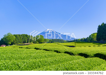 Tea fields in Odaiba, Fuji City, Shizuoka Prefecture 103344762