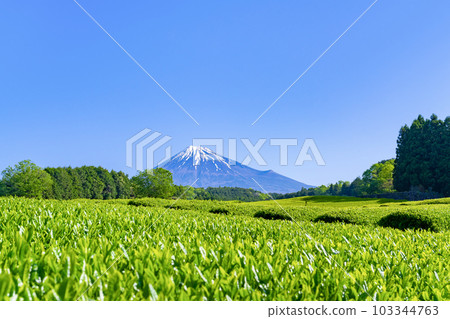 Tea fields in Odaiba, Fuji City, Shizuoka Prefecture 103344763