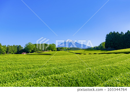 Tea fields in Odaiba, Fuji City, Shizuoka Prefecture 103344764