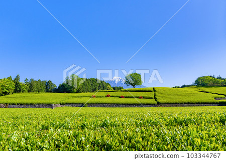 靜岡縣富士市台場的茶園 靜岡縣富士市台場的茶園 103344767