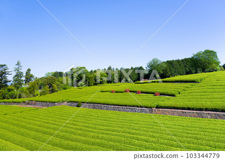 Tea fields in Odaiba, Fuji City, Shizuoka Prefecture Tea fields in Odaiba, Fuji City, Shizuoka Prefecture 103344779
