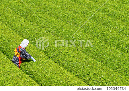 Tea fields in Odaiba, Fuji City, Shizuoka Prefecture 103344784