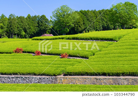 Tea fields in Odaiba, Fuji City, Shizuoka Prefecture 103344790